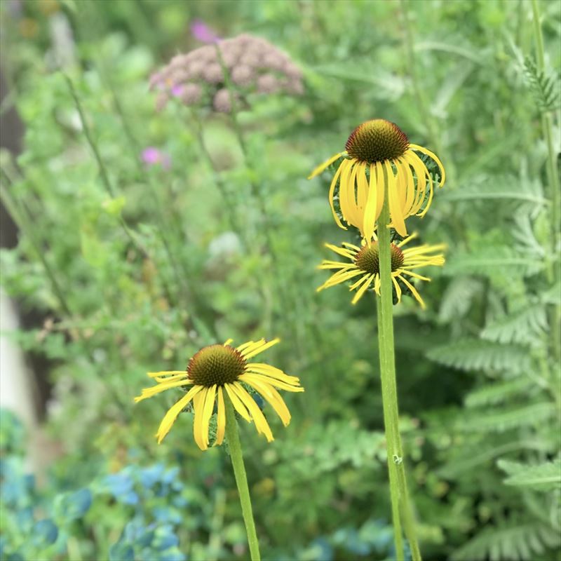 エキナセア・パラドクサ