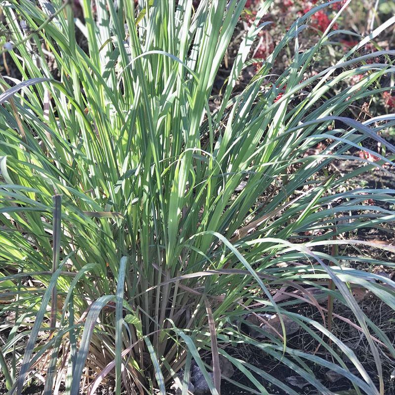 herbレモングラス