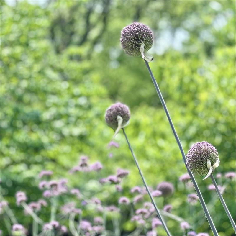 アリウム・タンチョウ